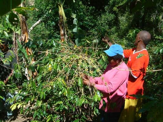 Since 1999 we have been producing our own Jamaica Blue Mountain Coffee on our two coffee farms in Jamaica.