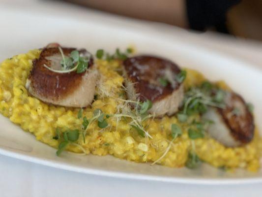 Scallops and risotto