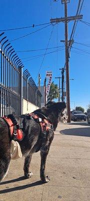 Sisi in front of our favorite Vet s office, Dr Suman