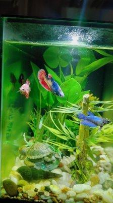 Female bettas living happily together.