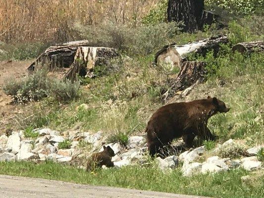 Mama and cub came to visit my house this Spring-May 2018