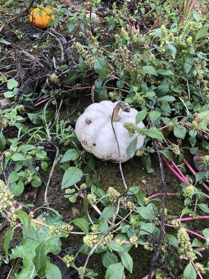 White pumpkin