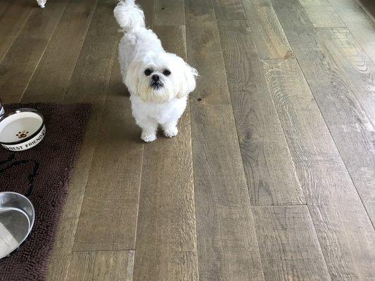 our Taffy on Warren Christophers French Oak flooring. Love it!!