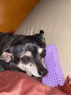 Cashew and his purple mattress