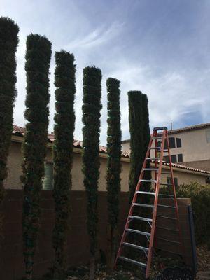 Italian Cypress wrapped and trimmed