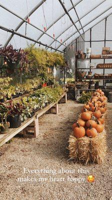 Outdoor area with pumpkins decorated for fall