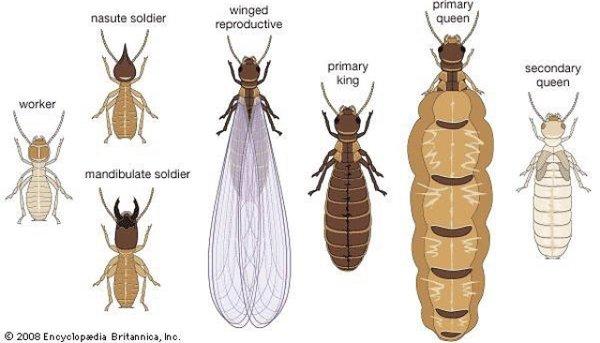 Termite ID Chart