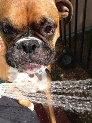 Clover noses up to the hose for some refreshment after a run.