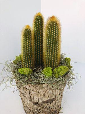 https://www.edwardsgreenhouse.com/flowershop-order-online/p/cactus