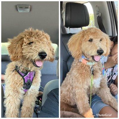 Before & After of our Goldendoodle Ellie