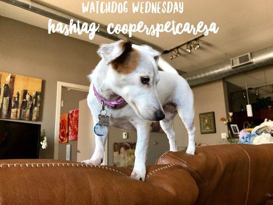 Watchdog Wednesday, feat: Marilyn Blue!