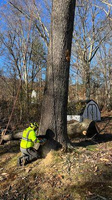 Tree removal