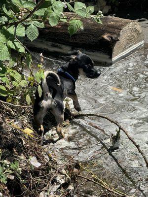 Playing in the creek