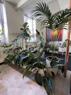 Beautiful plants in the waiting room/lobby area!