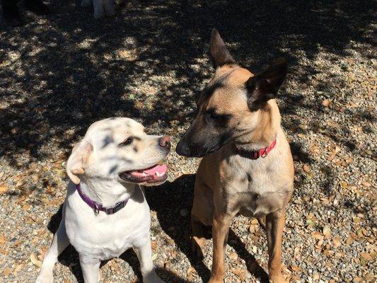 I like you and you like me!  We like to run around in our huge play yard!