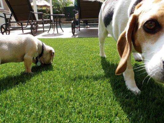 pet turf installation