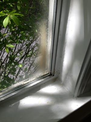 moldy appearing black stains on window with evidence of water leaking from window frame