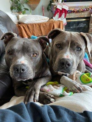 These are my two Pibbles and they give Dog Dayz