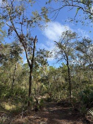 Rhodine Scrub Nature Preserve