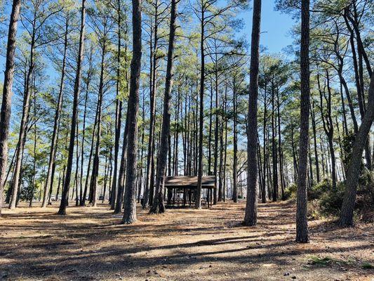 Woodsy area with shelter with picnic table