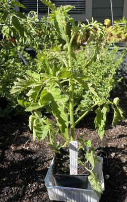 Black Cherry tomato