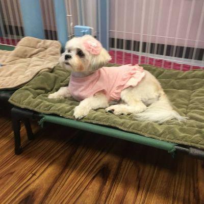 Cookie&Friends!!!Dog grooming/Small Dog daycare,Fort Lee