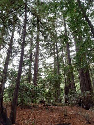 Pfeiffer State Park