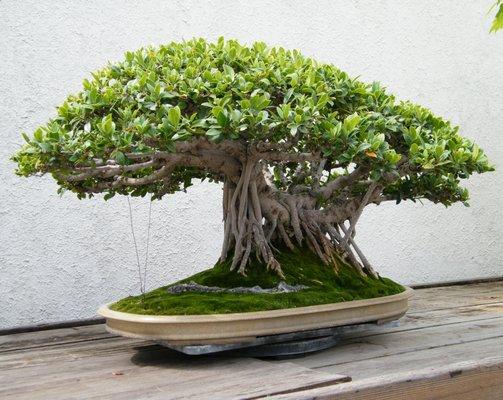 A Chinese Banyan (Ficus microcarpa 'Retusa') bonsai on display at the National Bonsai & Penjing Museum at the United States National Arboret