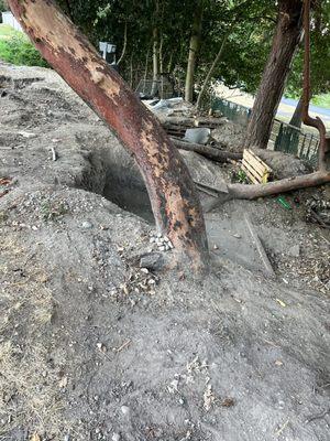 Bunker hole and tree root damage from homeless encampment