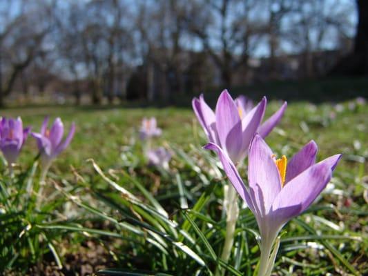 Crocus begin blooming early spring at the Scott Arboretum.