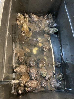 Tub full of frogs for eating  They are alive!