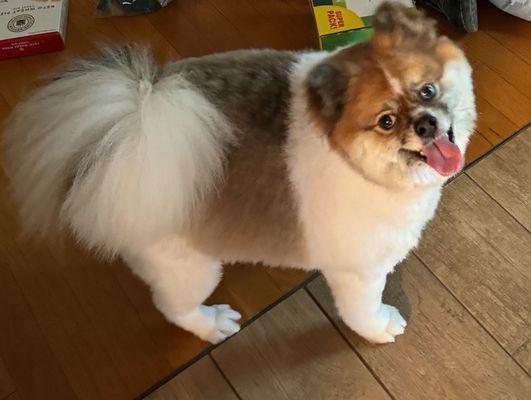 After the Grooming at Petsmart! Very Happy with his haircut and groom service.