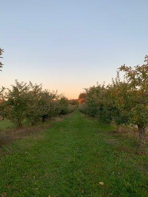 Uncle John's - apple trees!