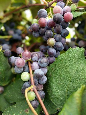 Beautifully ripe Concords, harvest coming soon!