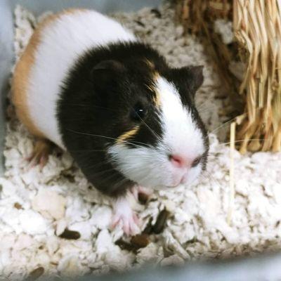 Variety of small animals from guinea pigs to parrots.