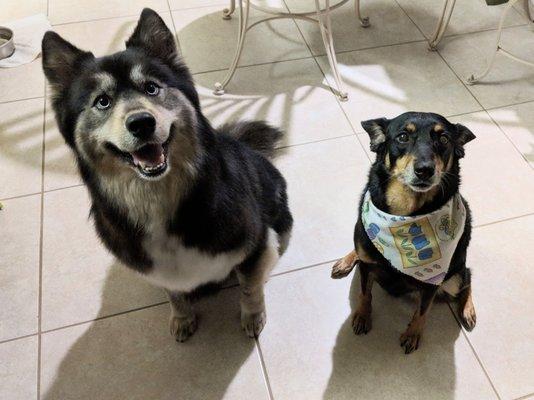 Looking fresh and Sally got the cutest Easter bandana!