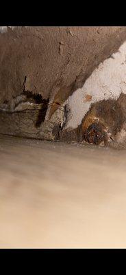 Closeup of mold in the drywall behind the baseboard