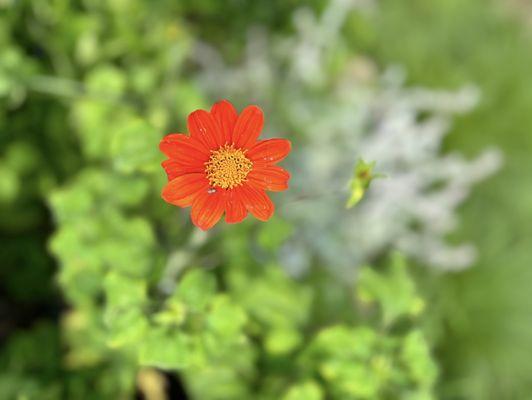 West Virginia Botanic Garden