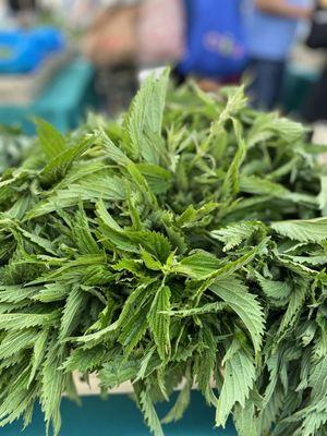 Nettles at Union Square Farmers' Market