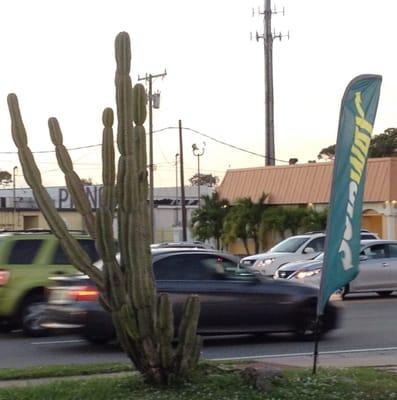 A cactus for every parking lot!