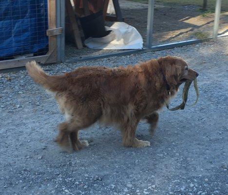 Dogs welcome, as long as they are on a leash. This dog learned the rules, and walks himself, leash in mouth.