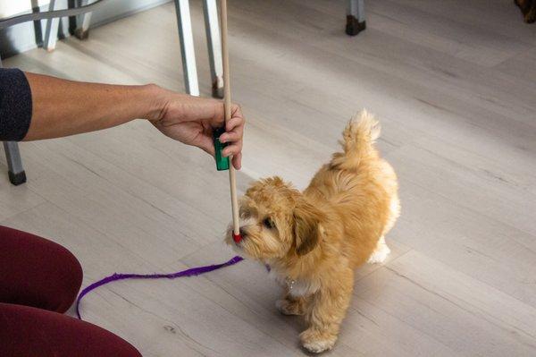 Clicker Training at Gentle Touch Pet Training