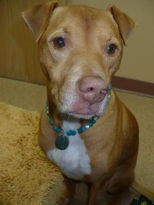 Loki is usually at the office helping us greet our clients and patients.