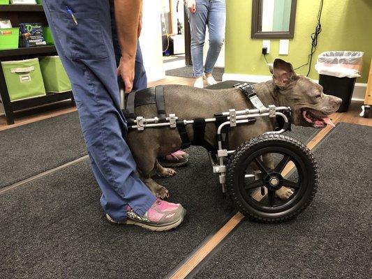 Sky came up from Salem to get her cart fit.  She took some time to warm up to the idea.