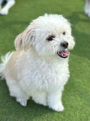 Paw Commons Pet Resort - Kearny Mesa