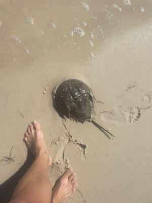 Horseshoe crab