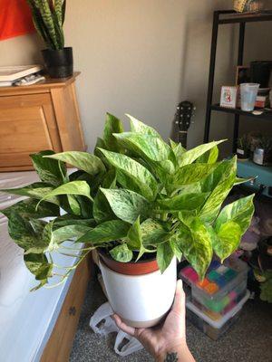 My marble queen pothos