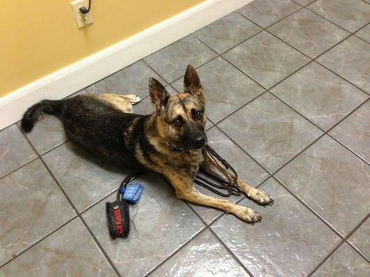 Strudel at the Vet's office waiting to be seen. Totally relaxed.