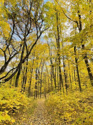 Tekakwitha Woods Forest Preserve