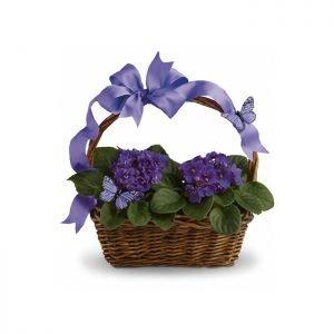 We have a nice selection of violets.